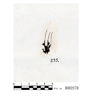 藏品(角蘚)的圖片